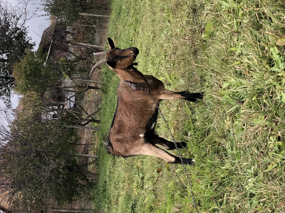 Vand capra alpina franceza 
