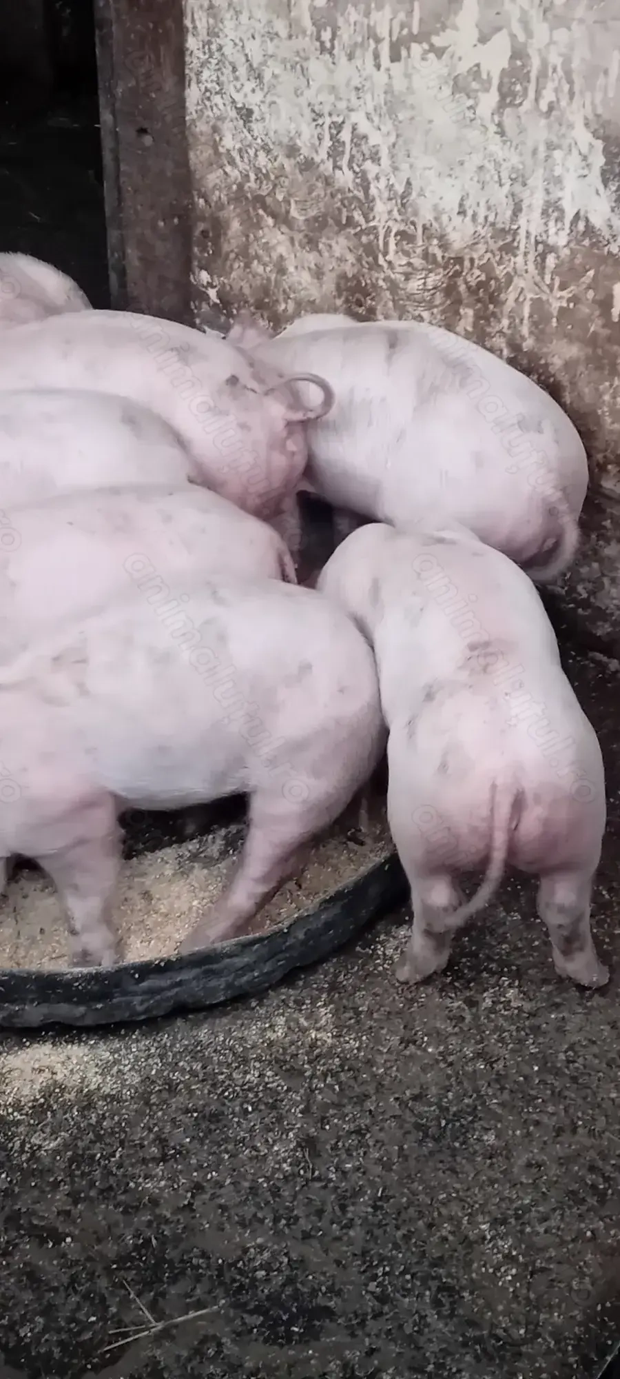 Vand purcei .Landras 