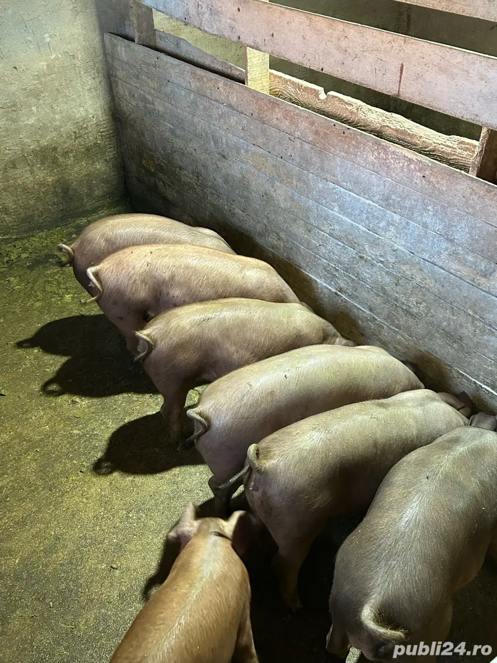 Vand purcei grasuni 40 50 kg