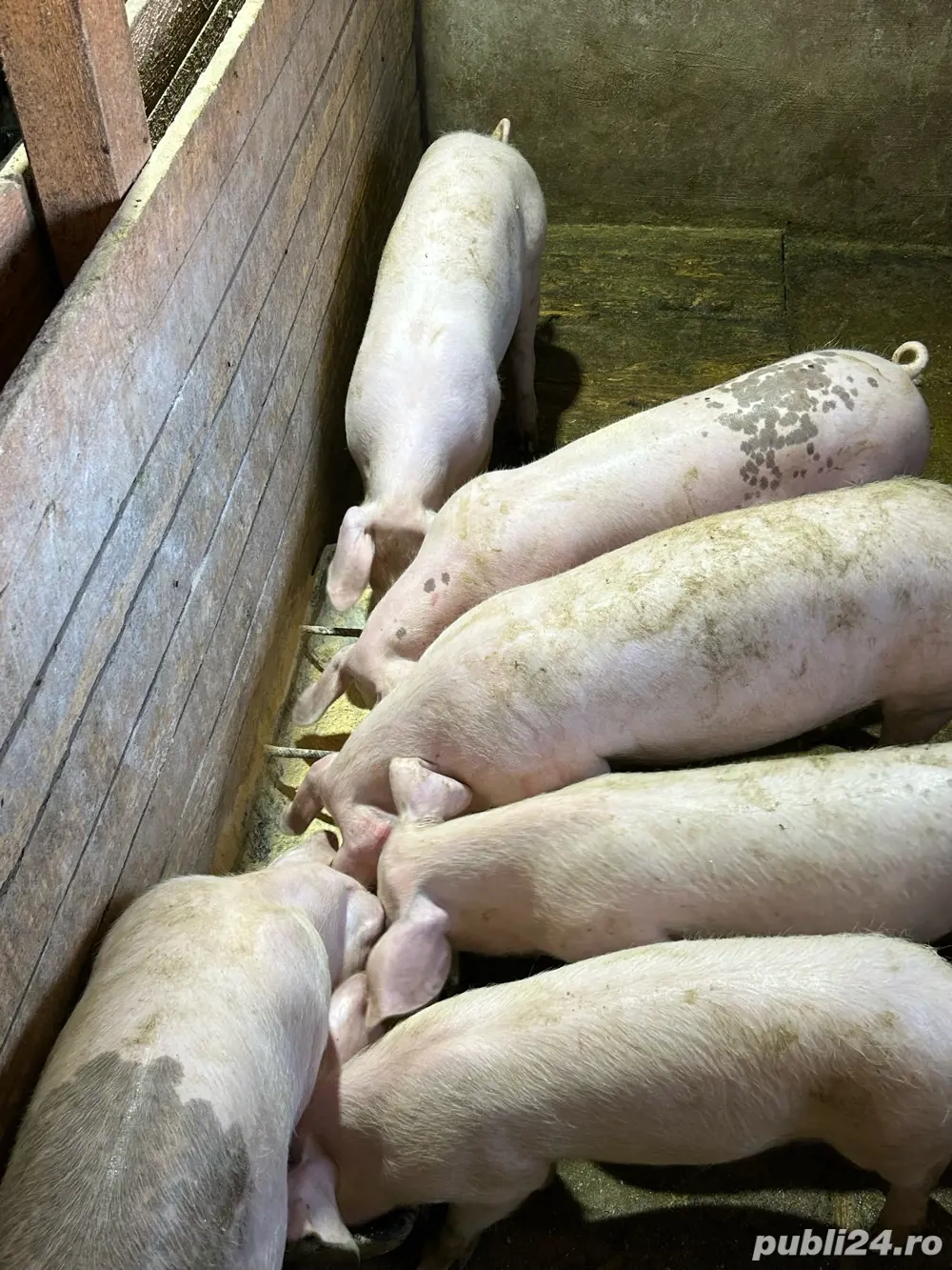 Vand purcei grasuni 40 50 kg