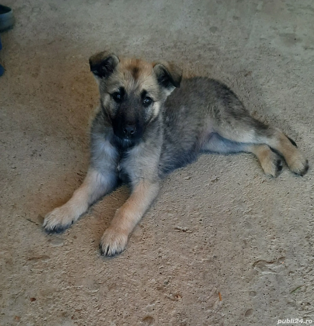 Donez catelusa ciobanesc german 