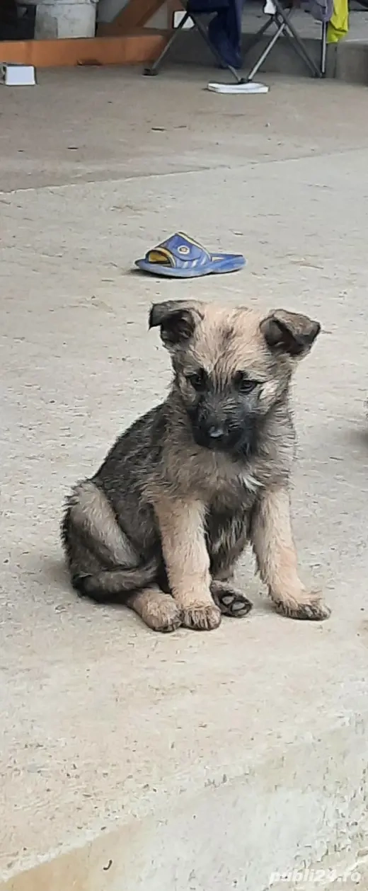 Donez cățelusa ciobanesc german  Donez cățelusa ciobanesc german