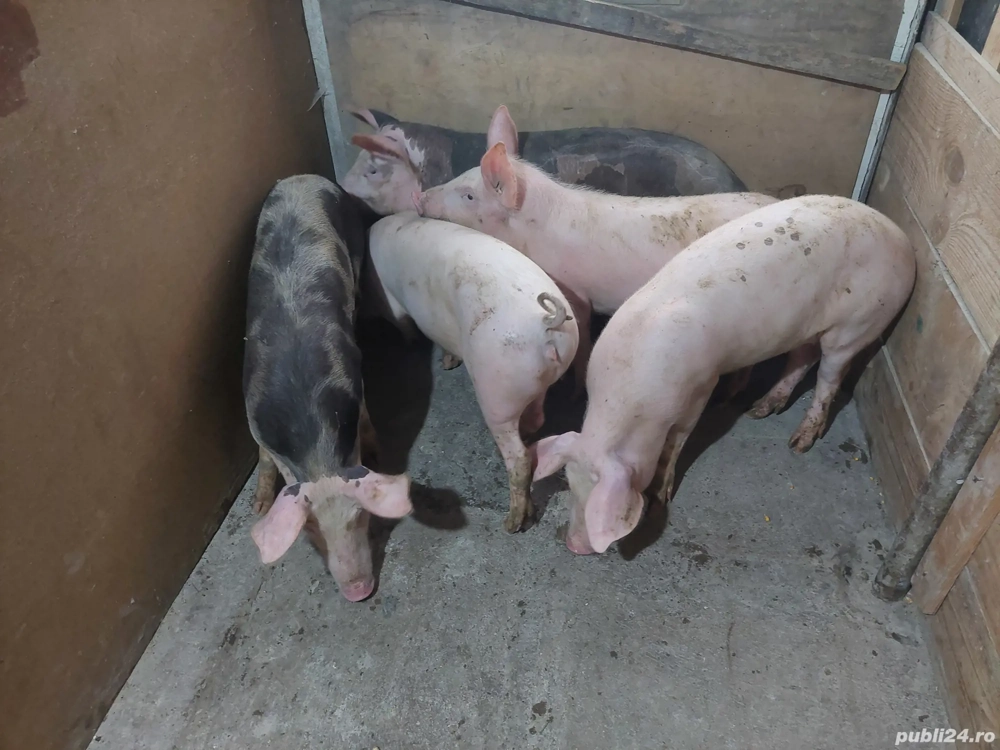 Vând grăsuni rasă de carne Vând grăsuni rasă de carne