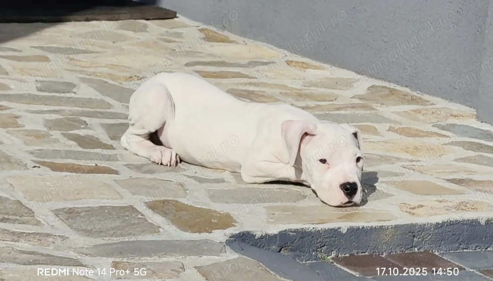 Dogo Argentino Femela 