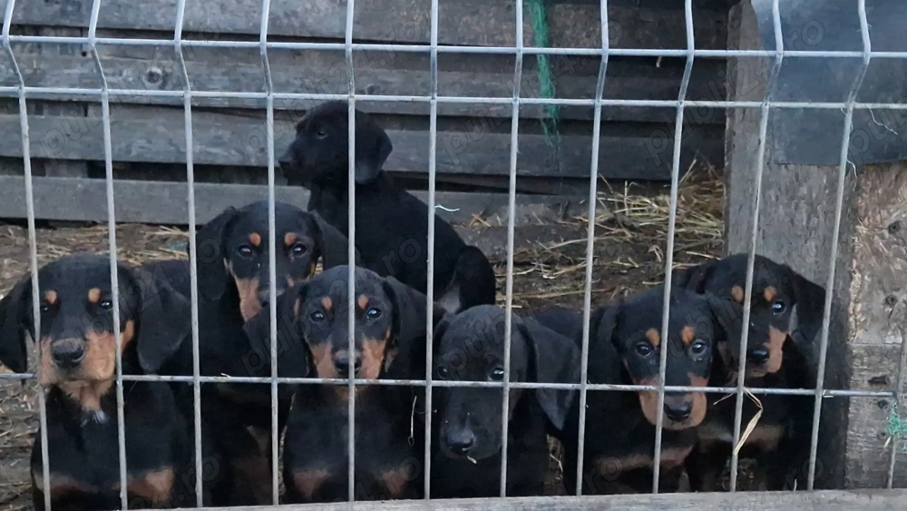 Vand catei de vanatoare 