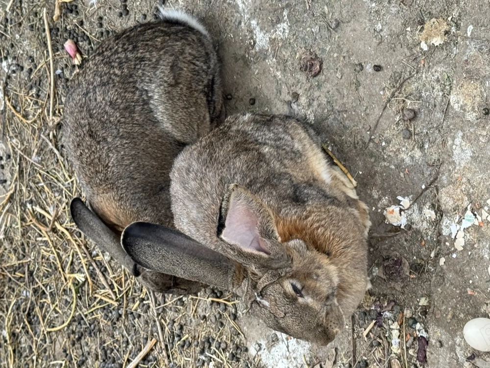 Iepuroaică uriaș german 