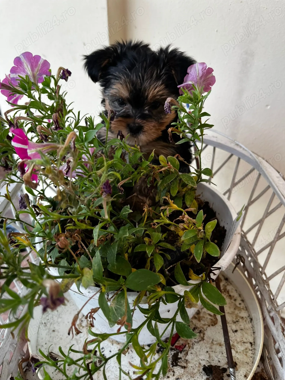 CATEL Yorkshire terrier miny toy ANTIALERGICA