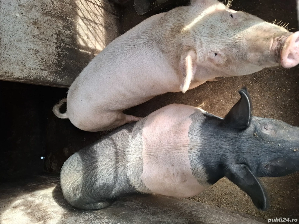 Porci de vânzare Porci de vânzare