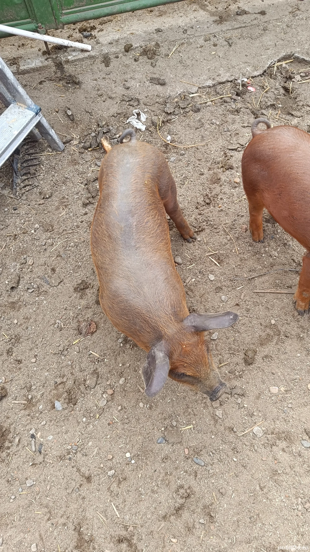 vand purcei oricinali duroc 