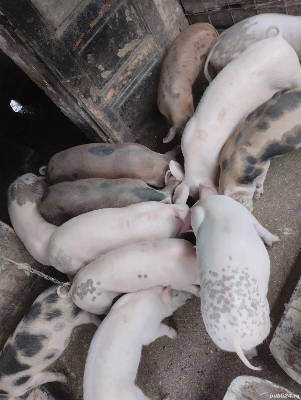 purcei de 10 saptamini purcei de 10 saptamini