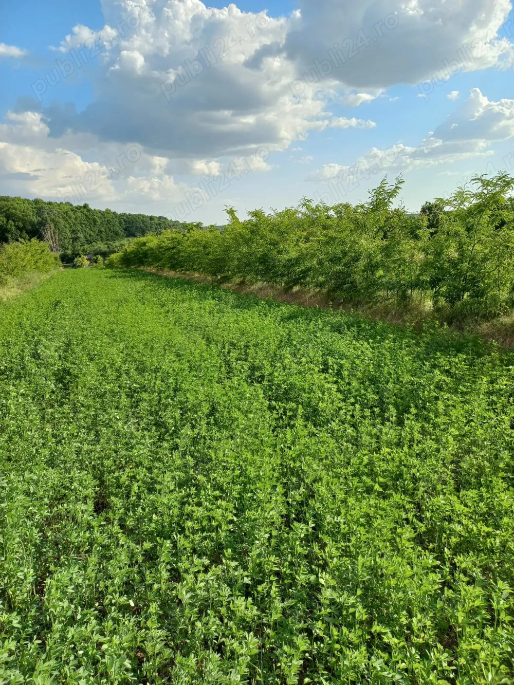 Teren Calugareni, jud. Giurgiu, intravilan arabil, 1235 mp.