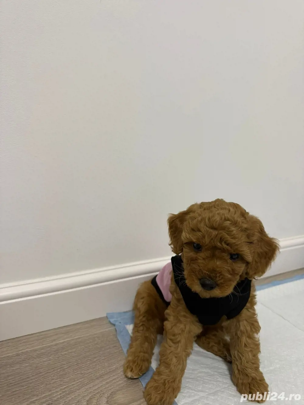 poodle pudel 9 saptamani femela