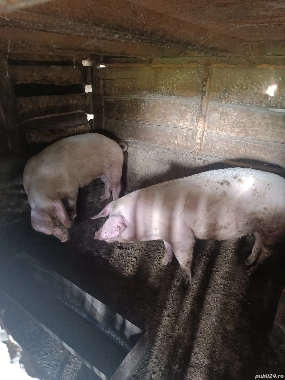 Porci de Vanzare Porci de Vanzare