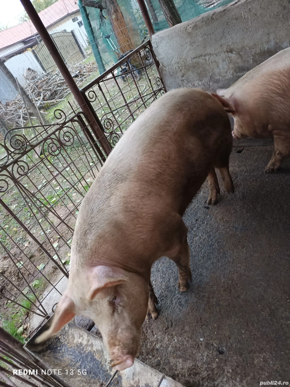 vând purcea vând purcea