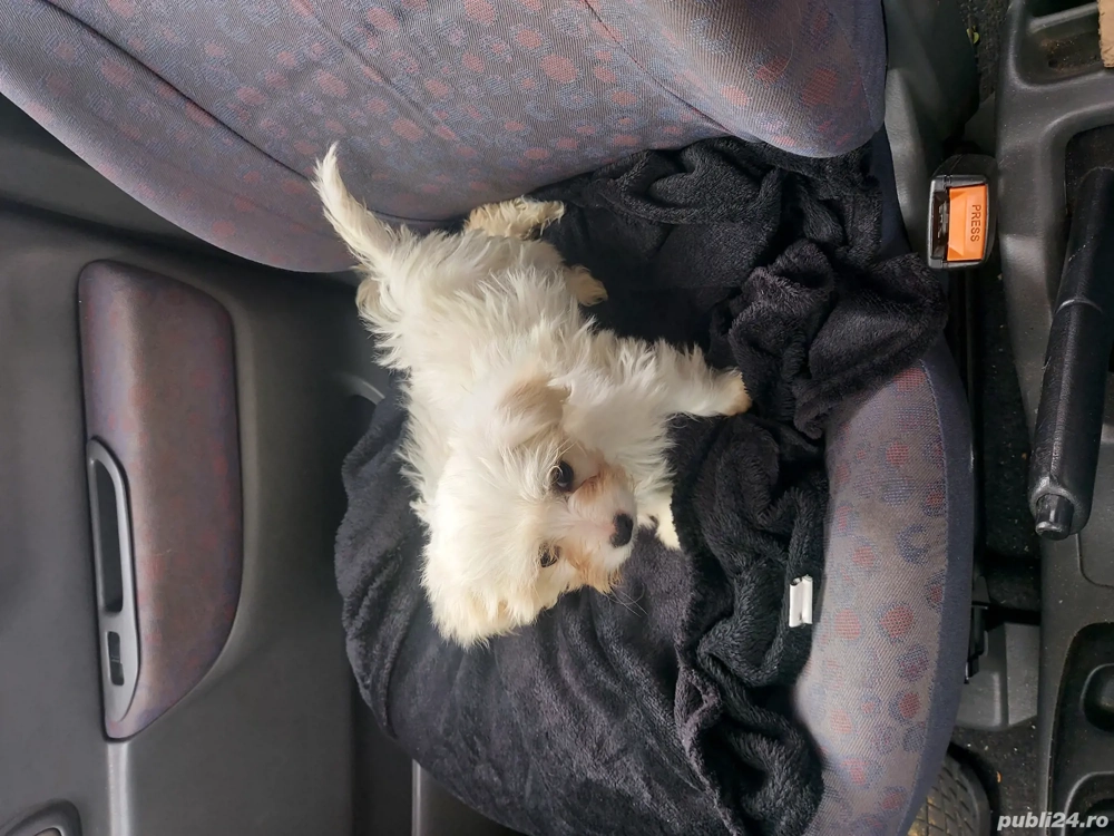 cautam căsuță iubitoare cautam căsuță iubitoare