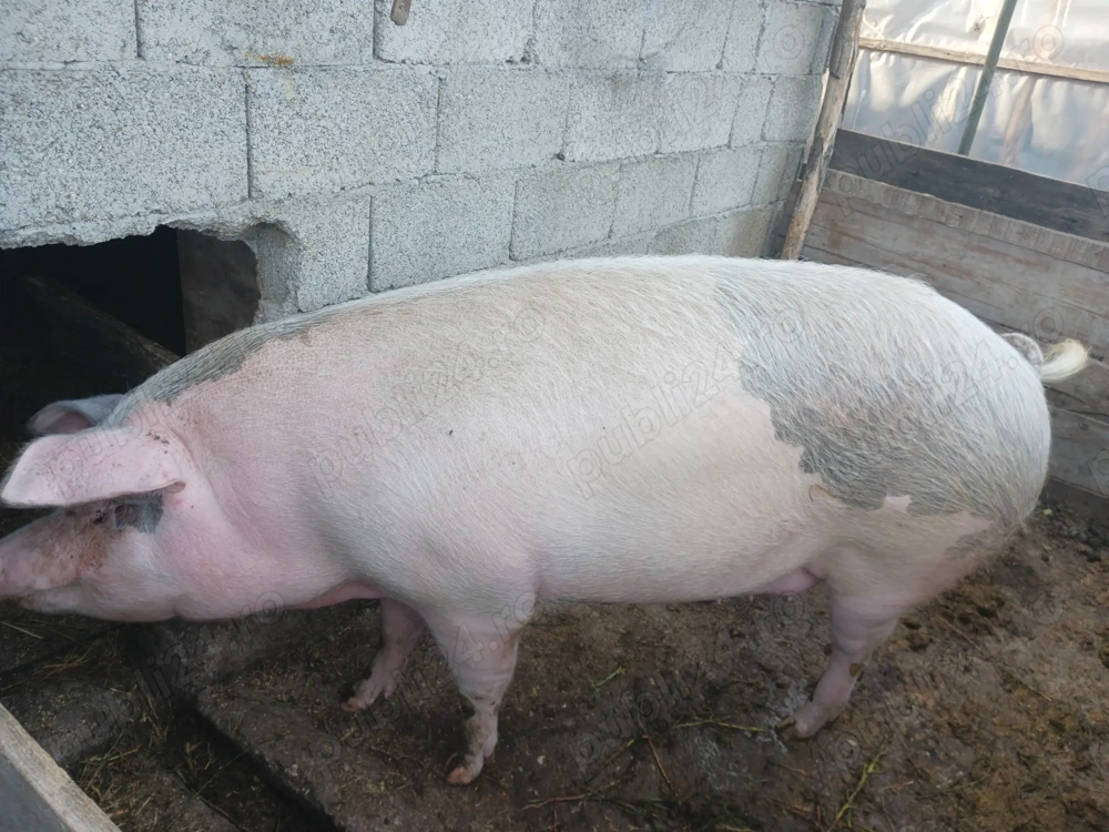 Porc de vânzare