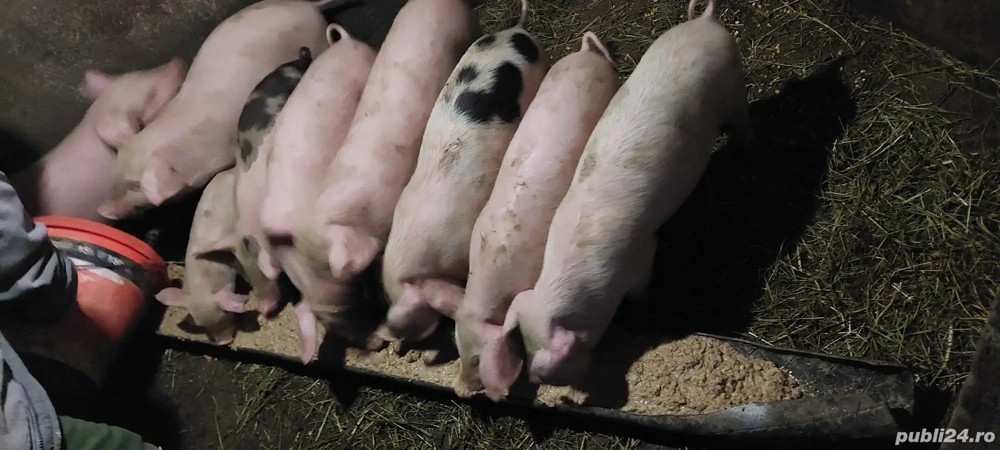 Purcei de vânzare  Purcei de vânzare