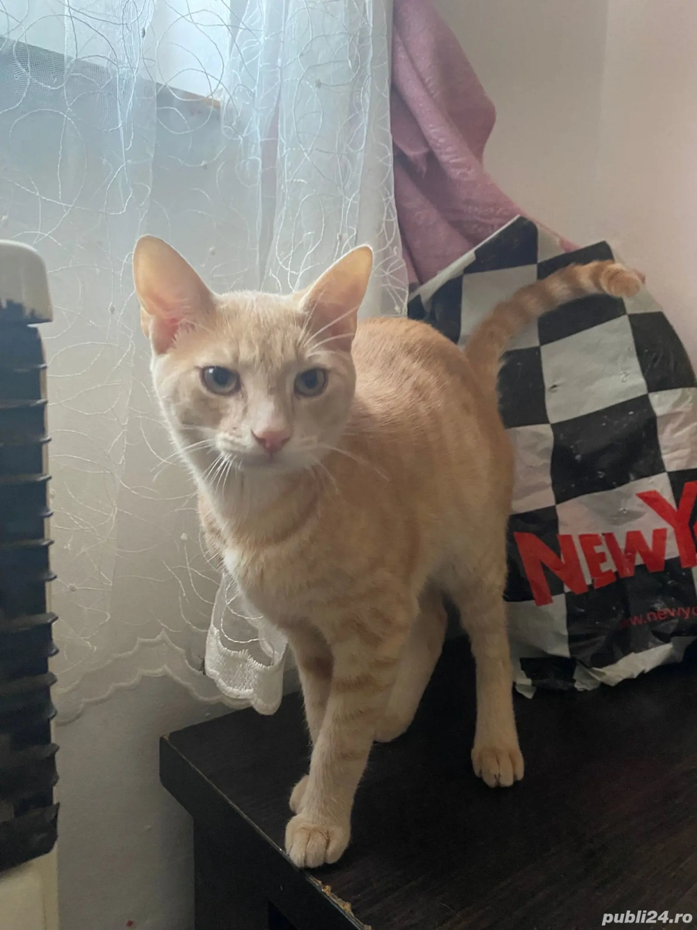 Pisici de vanzare Pisici de vanzare