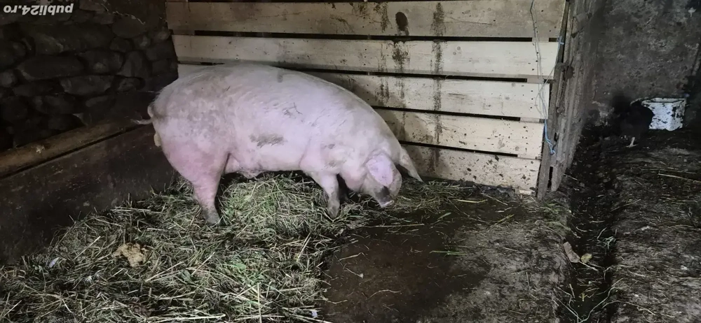 De vâzare porc De vâzare porc