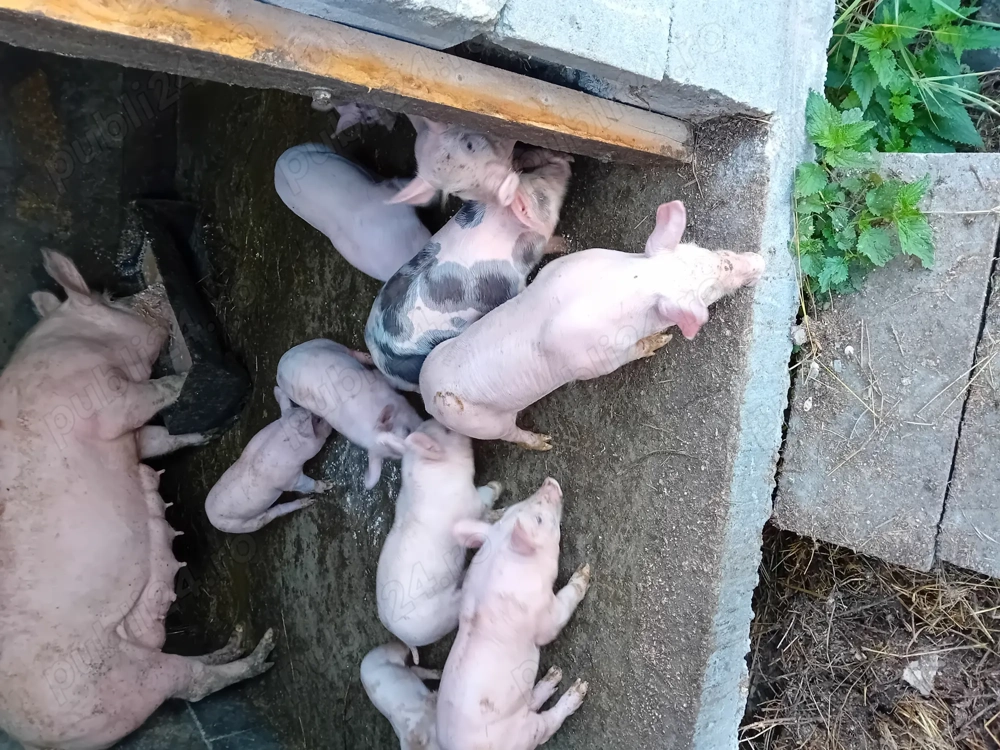 Vând purcei Vând purcei