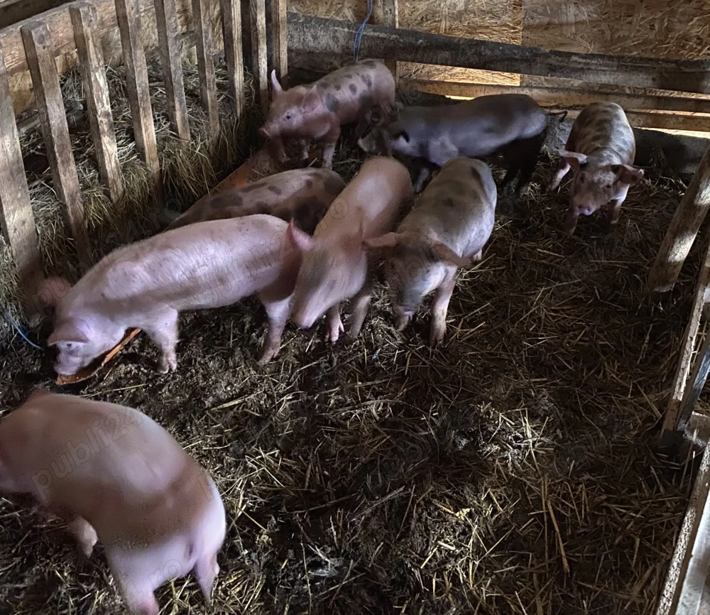 Vând purcei rasa pietrain și marele alb