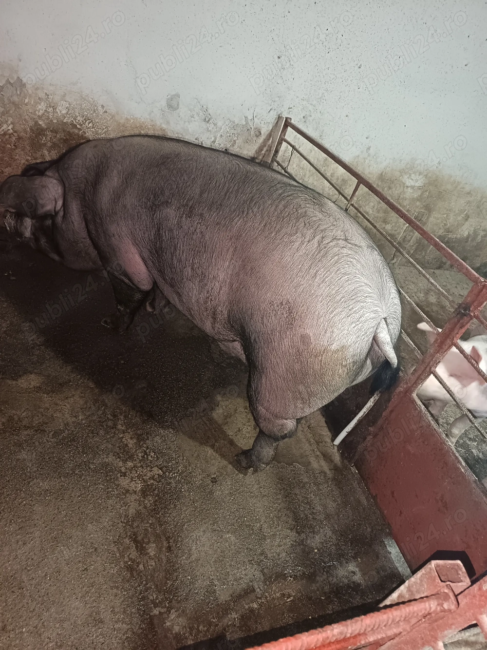 Porc Bazna -Duroc 190-210kg Porc Bazna -Duroc 190-210kg