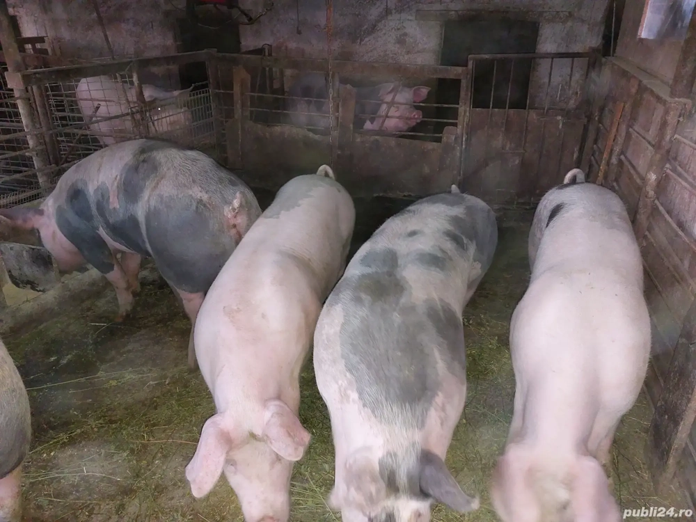 Porci 90.kg 130  Porci 90.kg 130