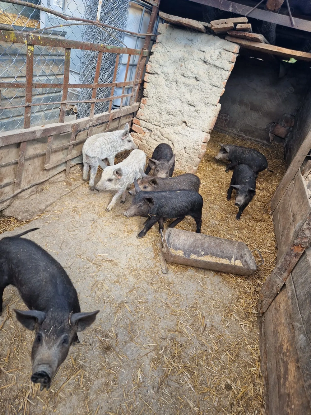 Vând purcei mangalița