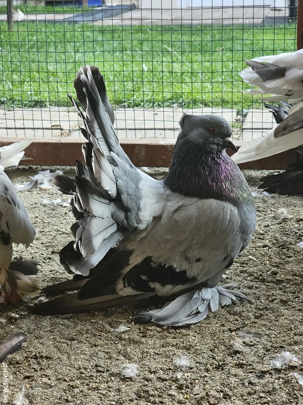 Porumbei Voltat Indian