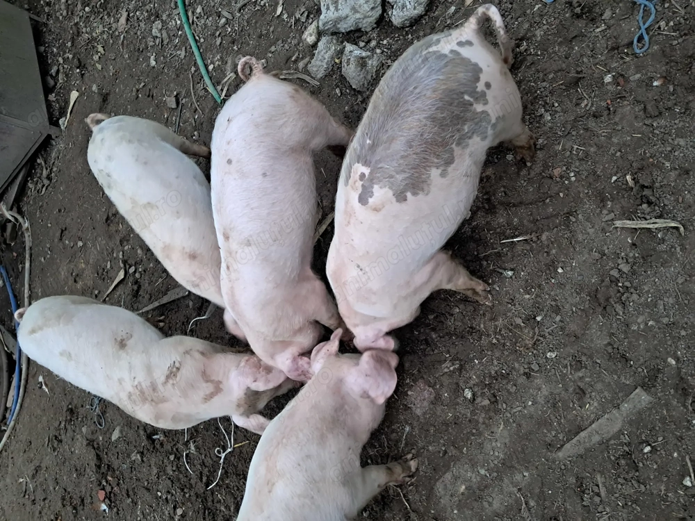 Purcei de 10 saptamani Purcei de 10 saptamani