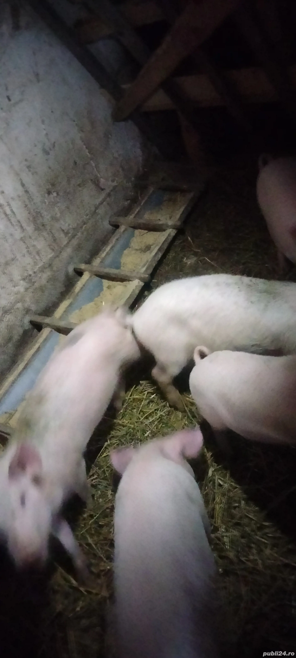 vand purcei Marele Alb cu Landrace