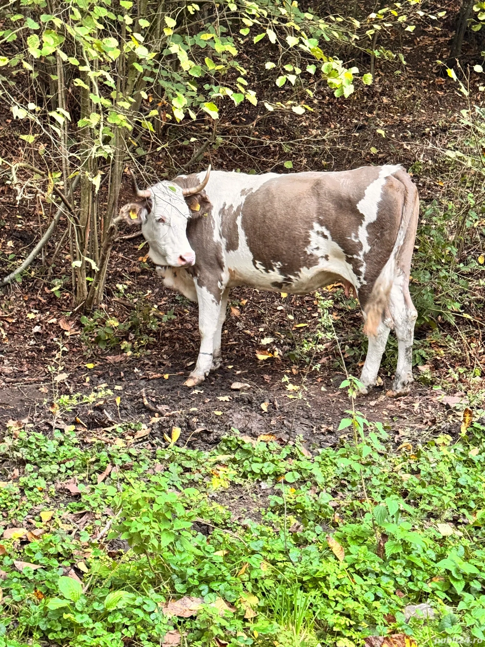 vand vaci  vand vaci