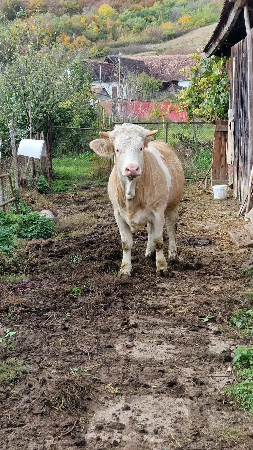 Vând junincă  Charolaise gestantă in 5 luni