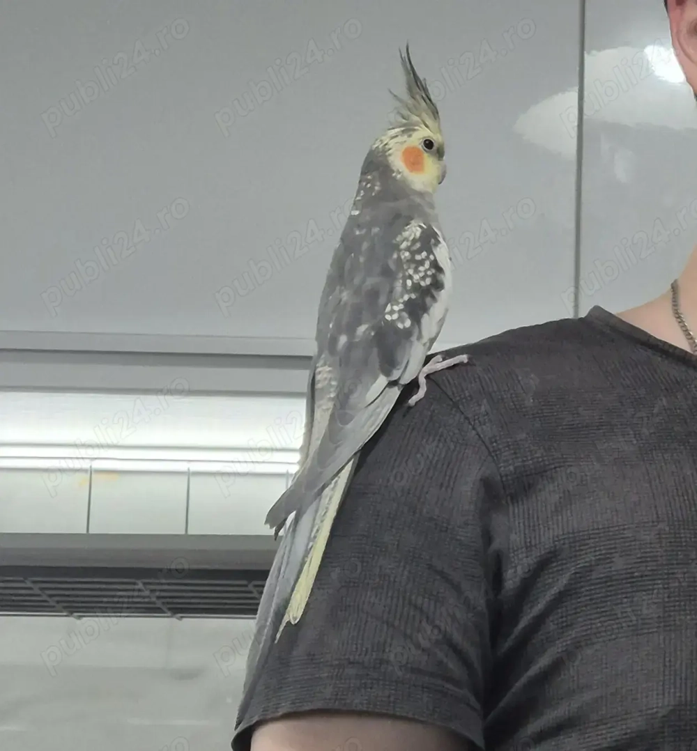 Nimfa Mascul 10 luni