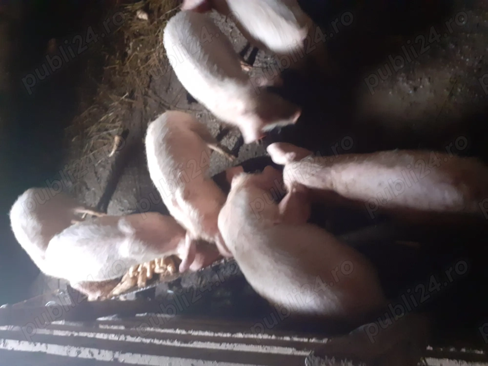 Vand purcei marele alb p. 650 usor neg