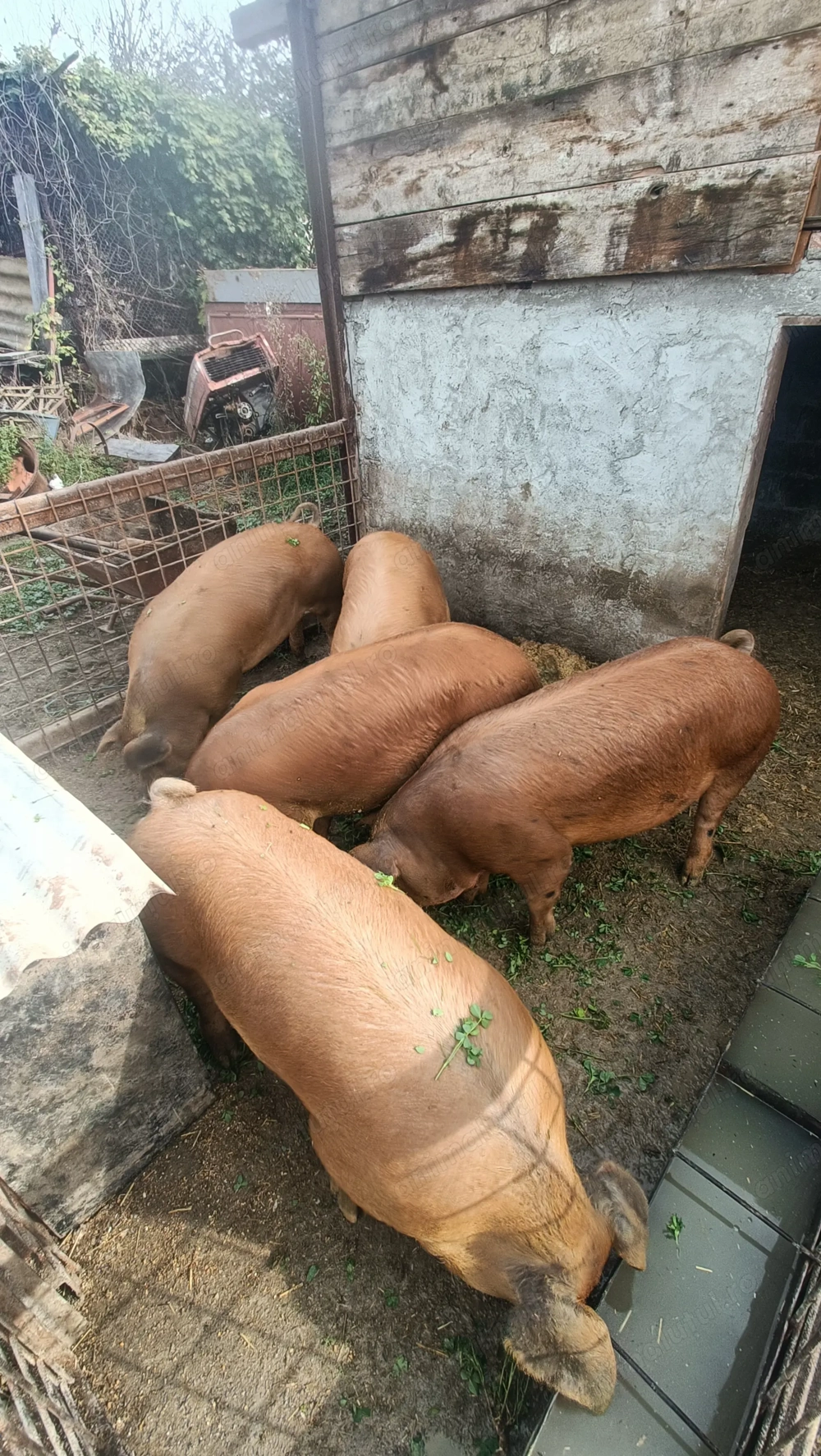 Porci Duroc de vânzare sau rezervări pt sărbători 