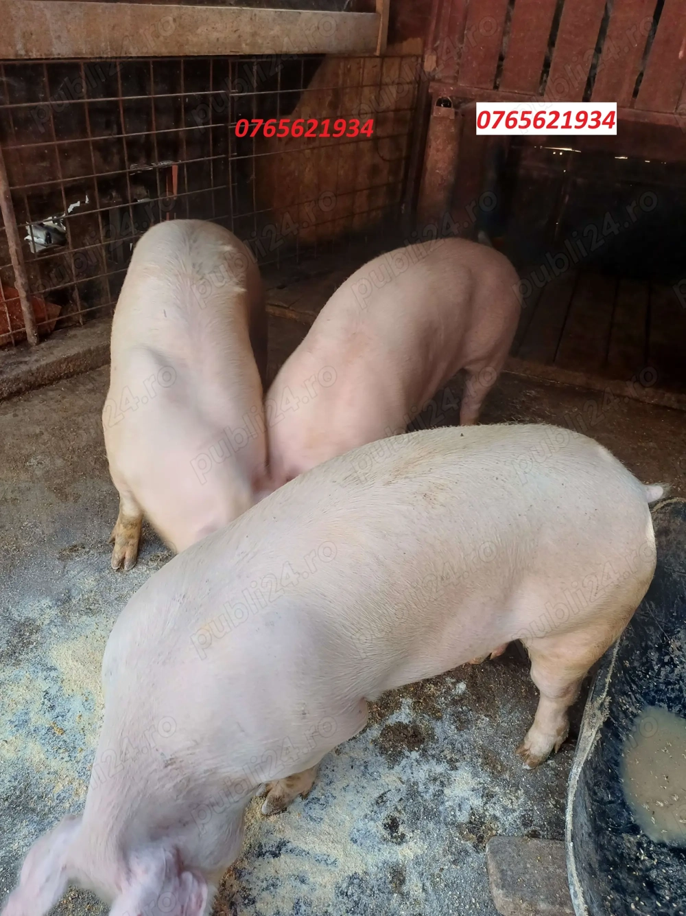 Porci de carne de la 120KG pana la 160KG!