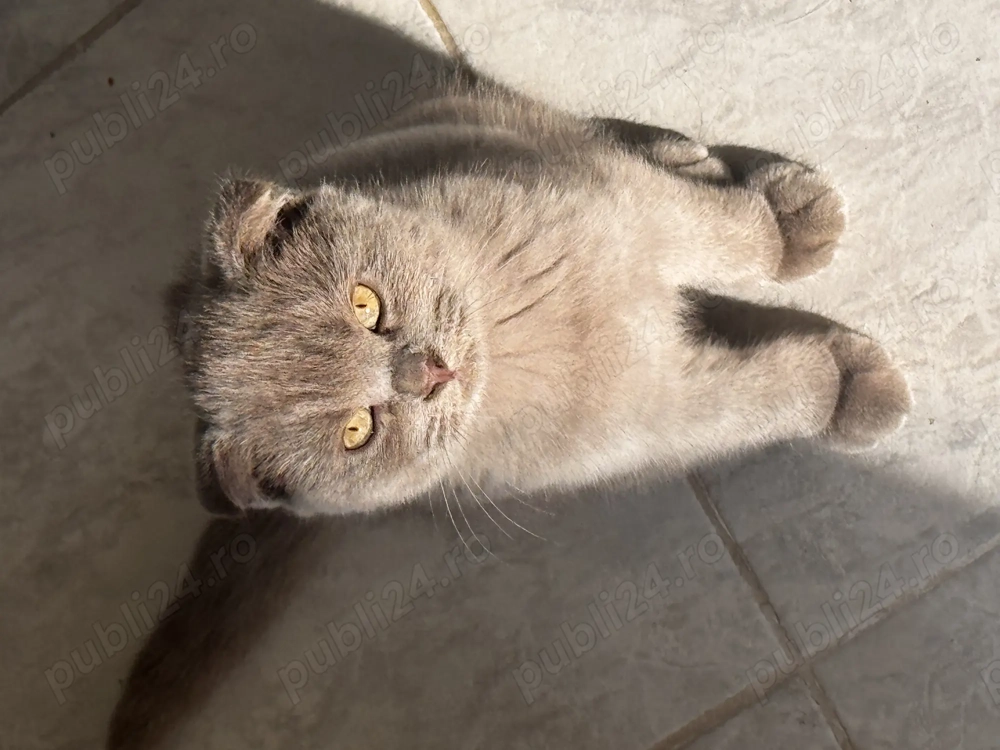 Scottish fold își caută casă 