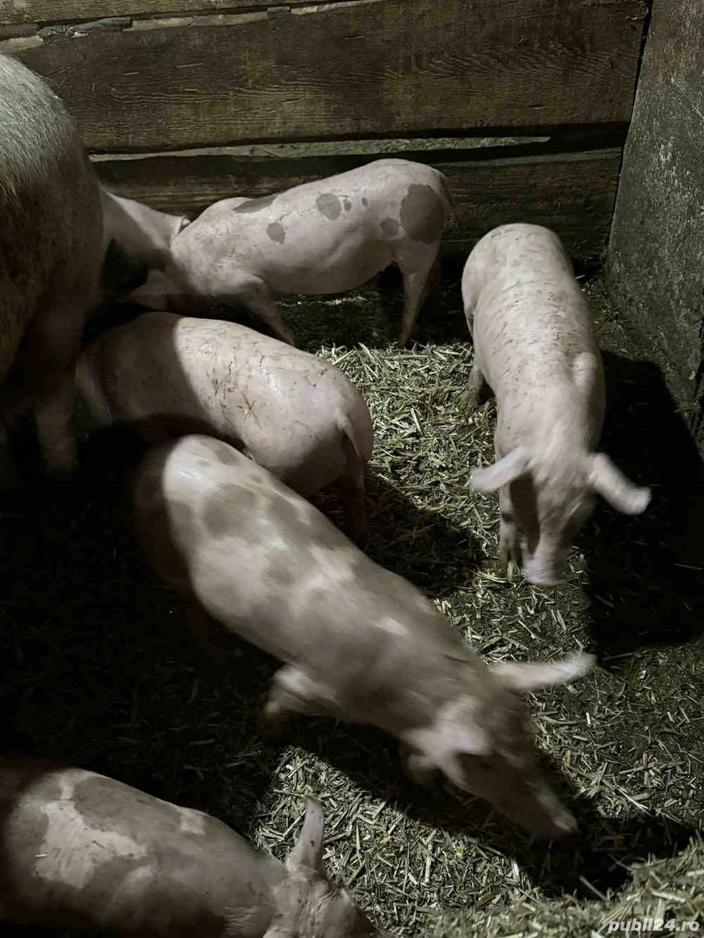 Vand purcei petrain Vand purcei petrain