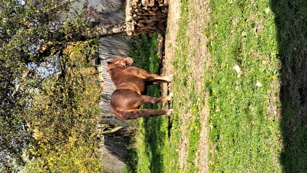 Cal castrat vârstă 6 ani 