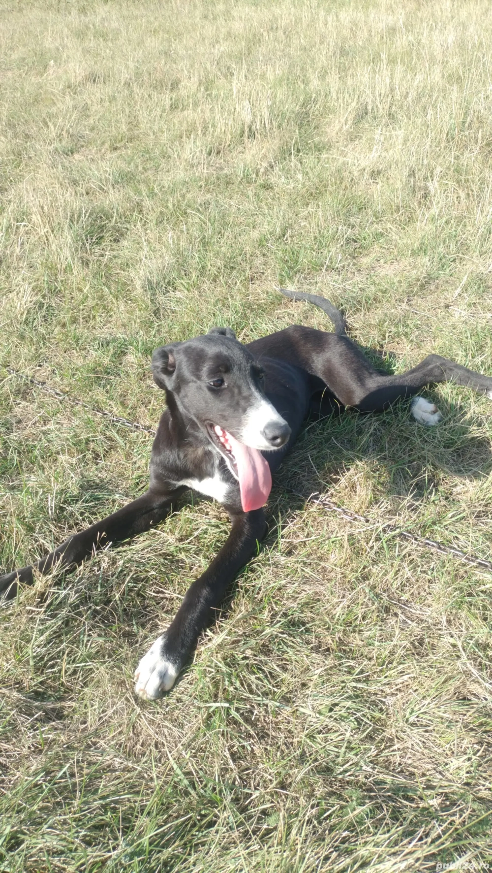 Vand catea ogara  Vand catea ogara