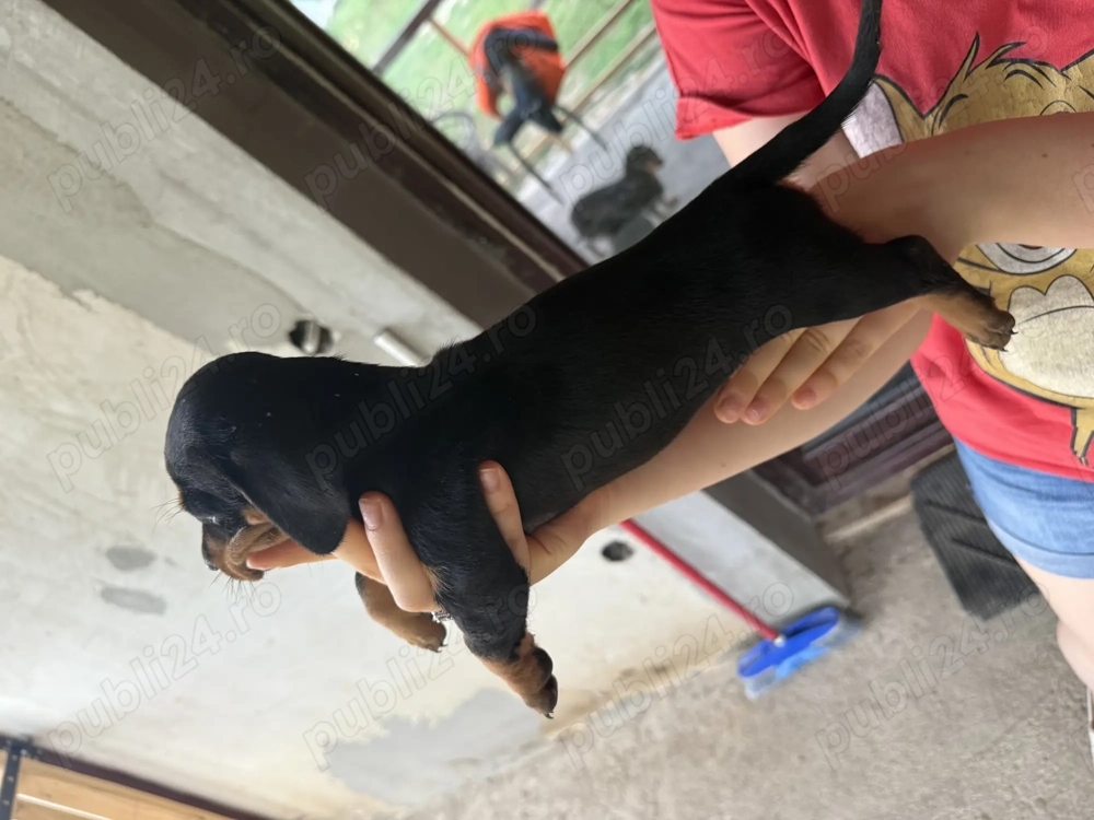 Tekel negru cu pete de foc Tekel negru cu pete de foc