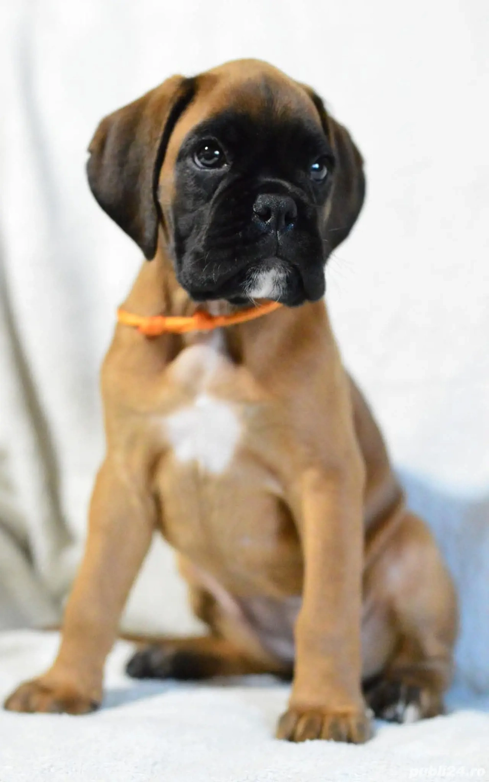 Pui Boxer cu Pedigree Pui Boxer cu Pedigree