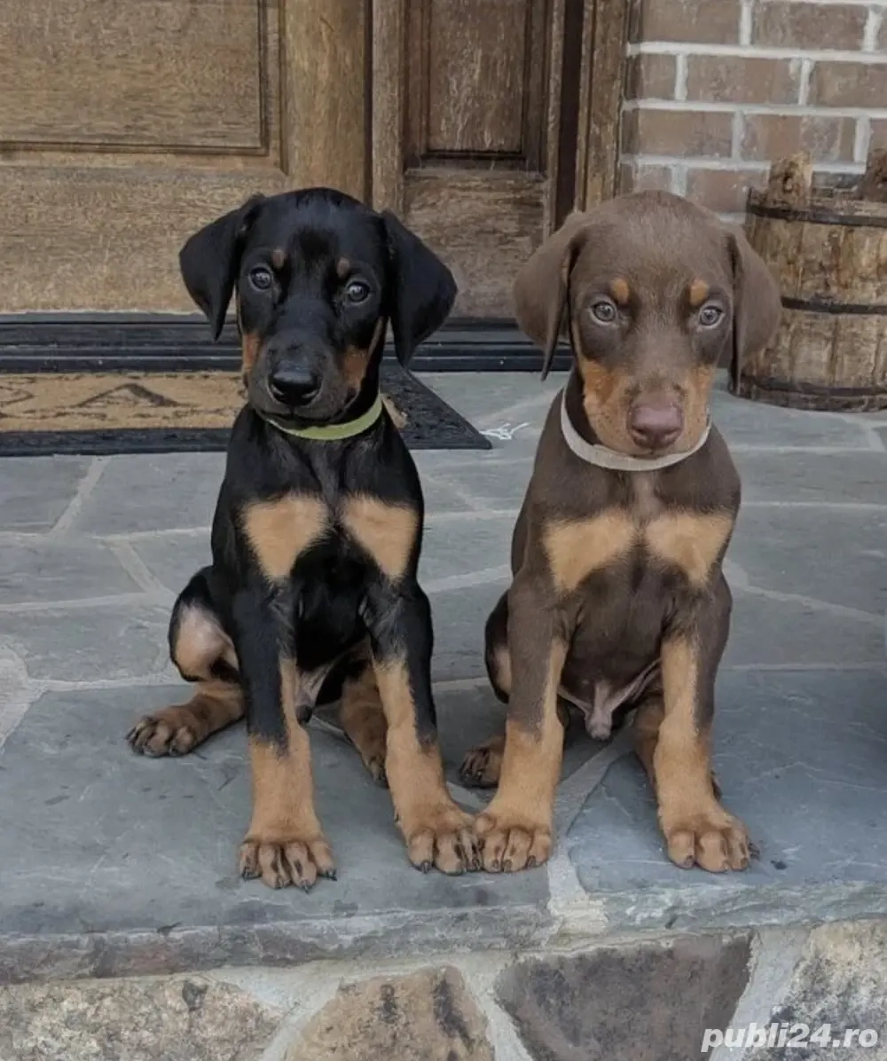 catelusi Doberman