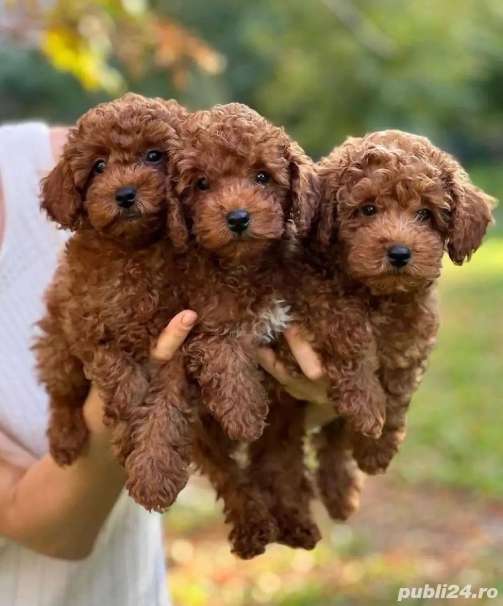 Pudeli jucării Toy mini