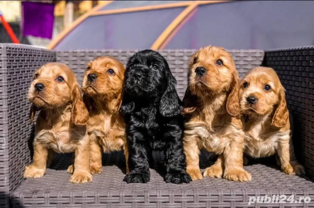 Cățeluși Cocker Spaniel 