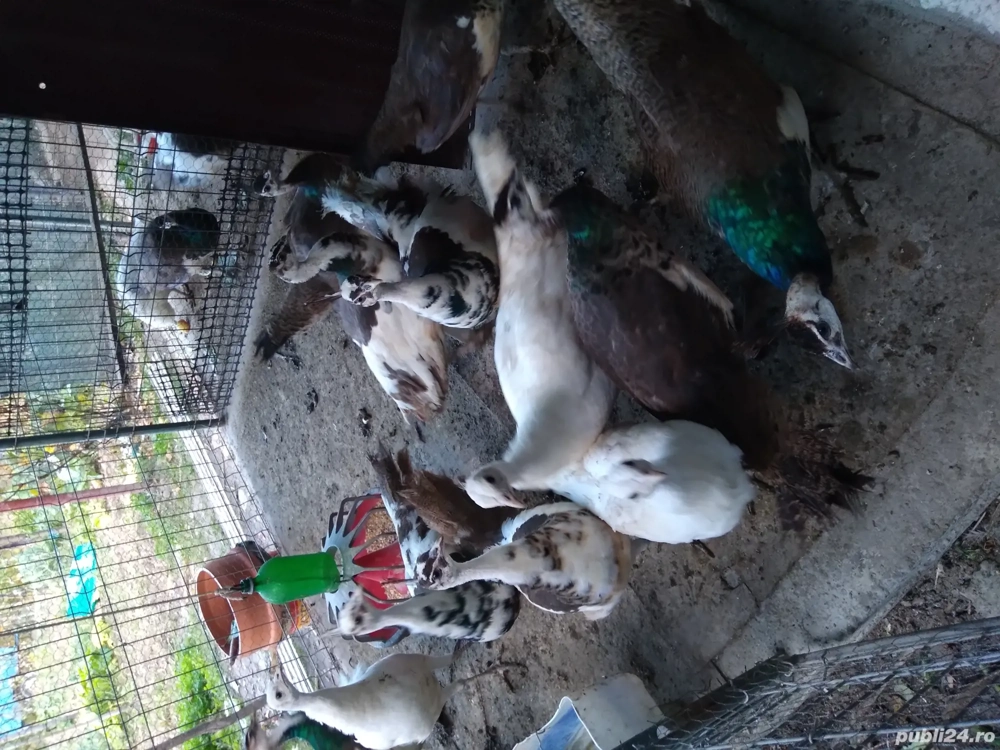 Pui paun din 2025 Pui paun din 2025