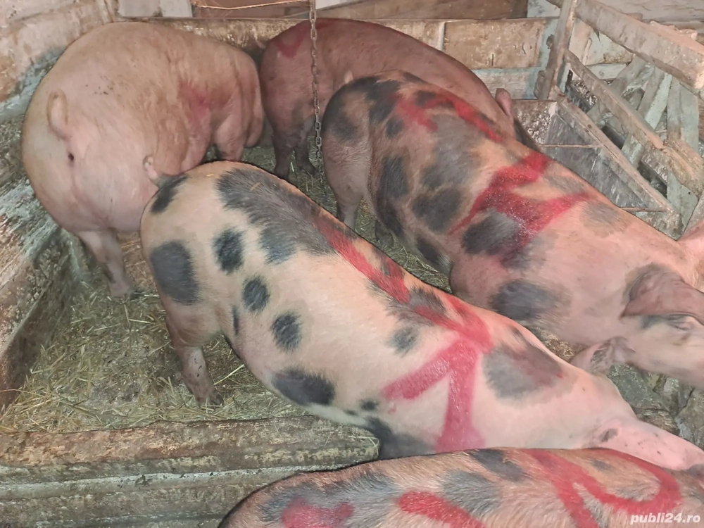 Vând porci de carne 13 lei kg 