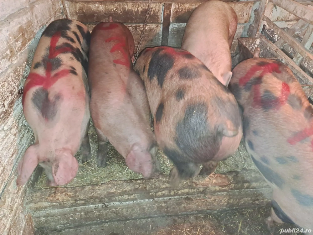 Vând porci grași de carne  Vând porci grași de carne