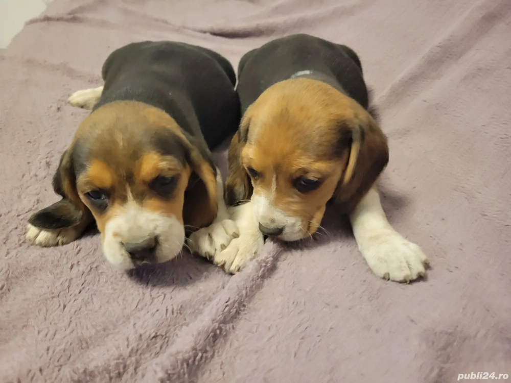 Catelus Beagle Catelus Beagle